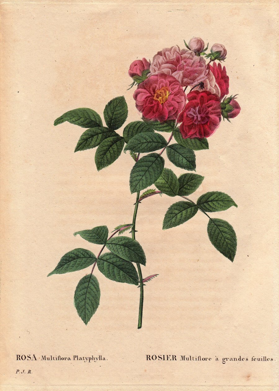 Botanik Kurulu, Çiçek, Gül Çeşitleri: Büyük yapraklı Rosa multiflora (Rosa multiflora platyphylla), 1817