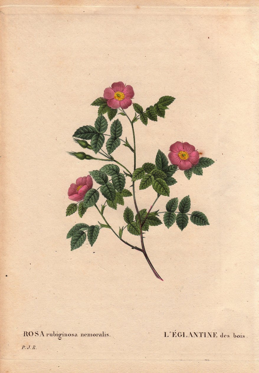 Botanik Kurulu, Çiçek, Gül Çeşitleri: Ormanın Eglantine