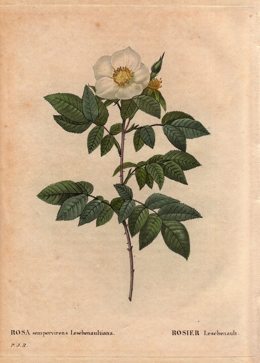 Botanik Kurulu, Çiçek, Gül Çeşitleri: Leschenault gülü (Rosa sempervirens Leschenaultiana). Mösyö Leschenault tarafından Nilgiri