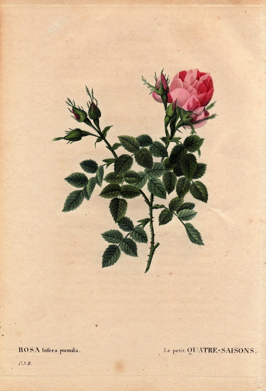 Botanik Kurulu, Çiçek, Gül Çeşitleri: Küçük Dört Mevsim (Dört Mevsim). Latince: Rosa bifera pumila, 1824'ten önce Mösyö Noel, Paris, Fransa tarafından yetiştirildi. Pierre Joseph Redoute (1759-1840) tarafından “Les Roses”, Cilt 2 by Pierre Joseph Redouté