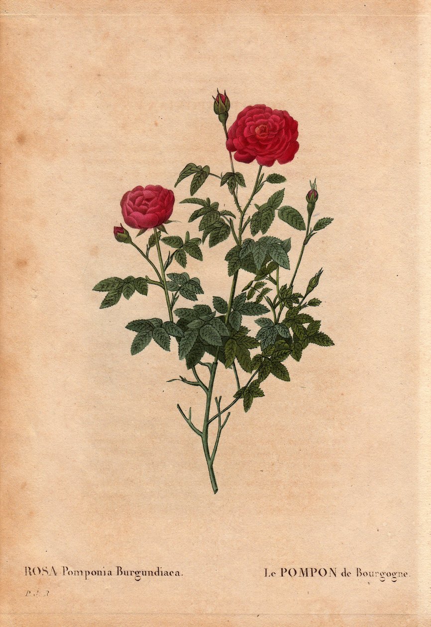 Botanik Panosu, Çiçek, Gül Çeşitleri: Burgonya Pomponu (Rosa Pomponia Burgundiaca). Menşei bilinmiyor, 1664