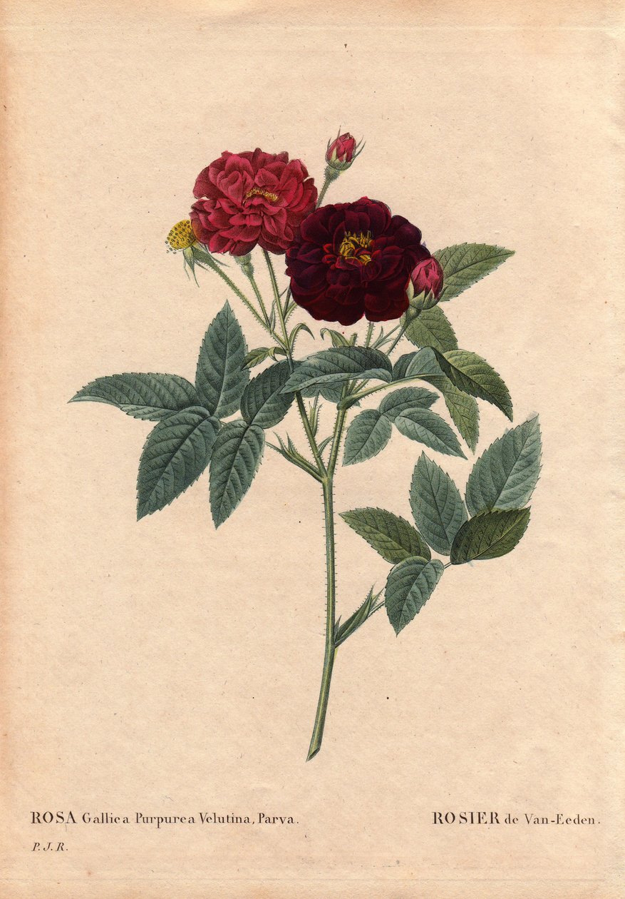 Botanik Kurulu, Çiçek, Gül Çeşitleri: Van Eeden Rose (Rosa Gallica Purpurea Velutina Parva). Van Eeden tarafından 1810'dan önce Hollanda'da yetiştirilmiştir. Pierre Joseph Redoute (1759-1840) tarafından "" Les Roses", Cilt 2'de by Pierre Joseph Redouté