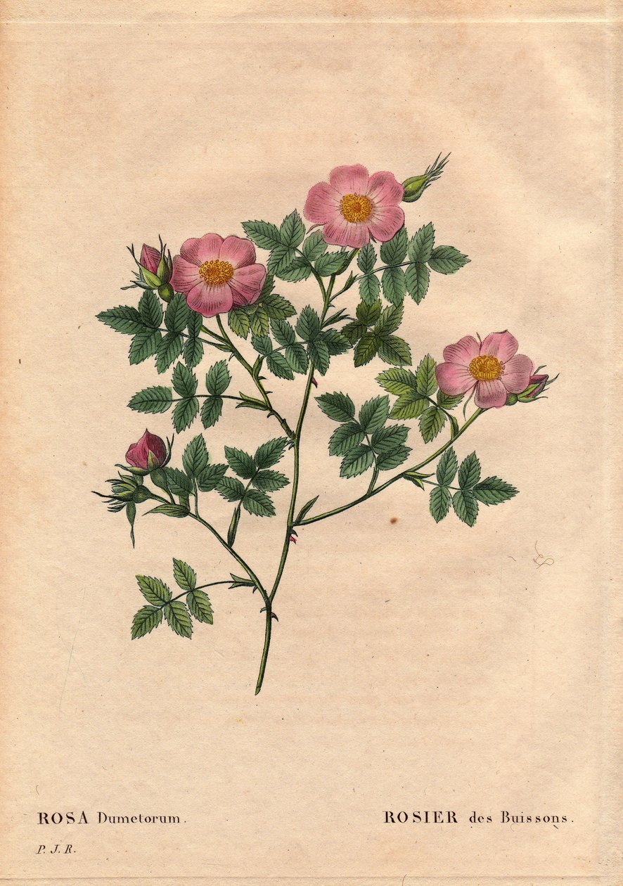 Botanik Kurulu, Çiçek, Gül Çeşitleri: Gül Çalı (Rosa dumetorum). 1821'den önce keşfedilen Avrupa ve Asya'dan gelen köpek gülü ailesinden. Pierre Joseph Redoute (1759-1840) tarafından "" Les Roses ", Cilt 2'de by Pierre Joseph Redouté