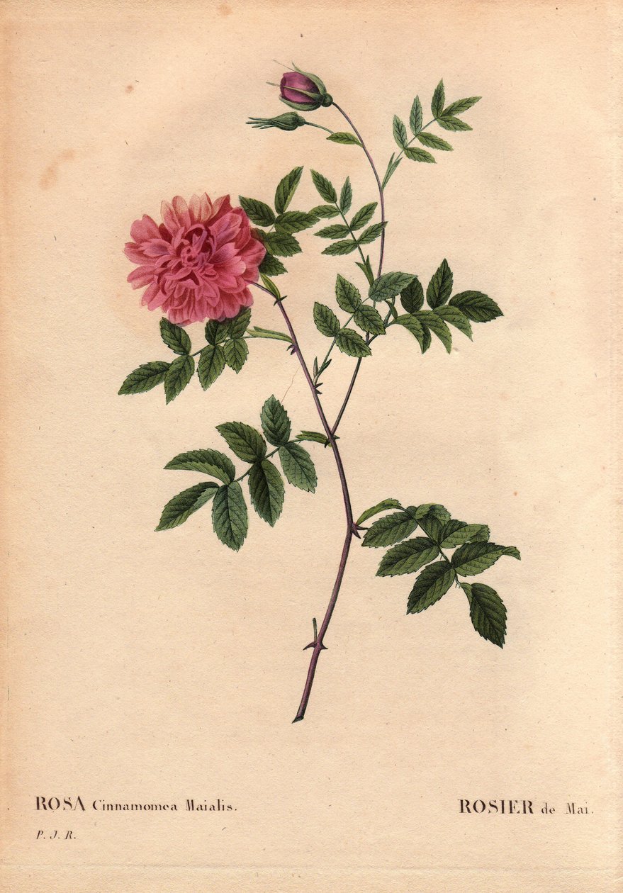 Botanik Kurulu, Çiçek, Gül Çeşitleri: Mayıs Gülü. (Rosa cinnamomea maialis). Avrupa çapında büyüyen kır çiçeği. Pierre Joseph Redoute