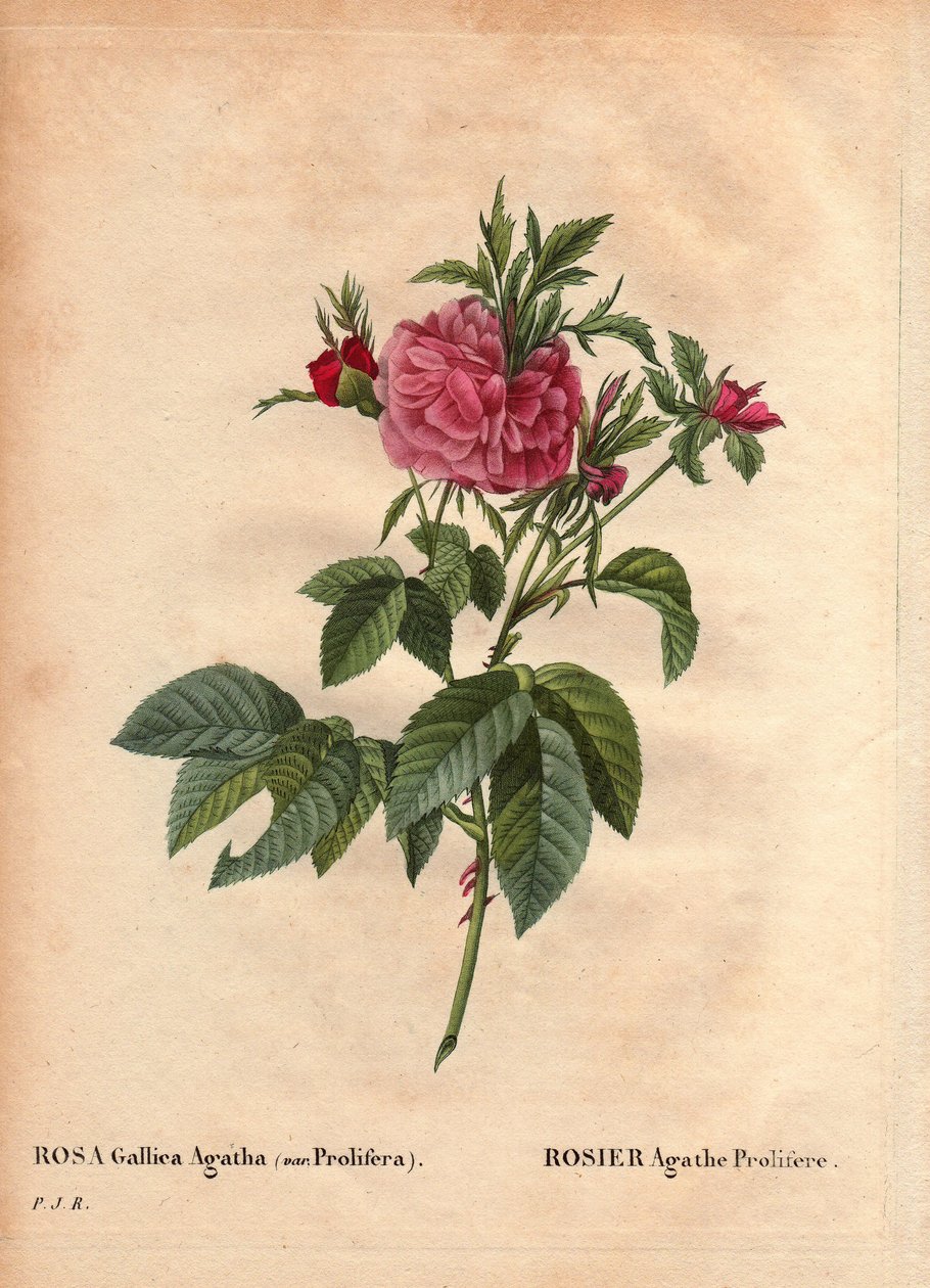 Botanik Kurulu, Çiçek, Gül Çeşitleri: Rose Agathe Prolifere (Rosa Gallica Agatha Prolifera). Pierre Joseph Redoute