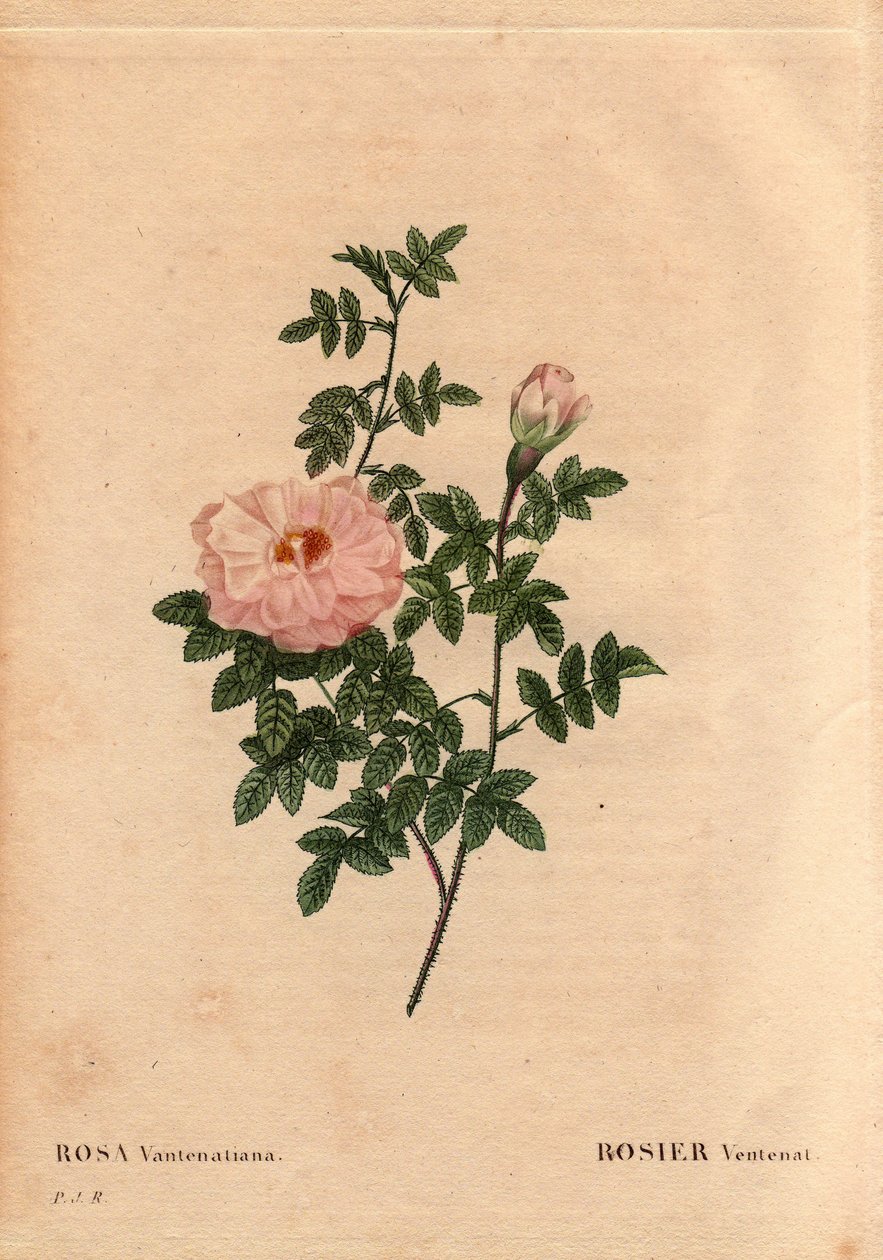 Botanik Kurulu, Çiçek, Gül Çeşitleri: Rose Ventenat. (Rosa ventenatiana), menşei bilinmiyor. Pierre Joseph Redoute