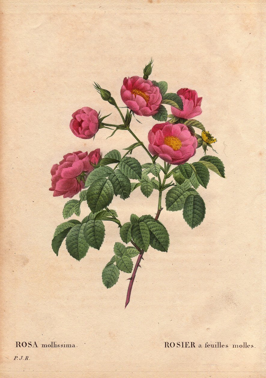 Botanik Kurulu, Çiçek, Gül Çeşitleri: Yumuşak yapraklı gül. (Rosa mollissima flora submultiplici). Gül mollis çeşidi, 1821