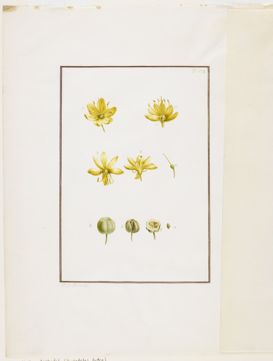 Botanik Diseksiyon: Sarı Asphodel (Asphodelus lutea), c.1778-90 (kağıt üzerinde wc ve grafit) by Pierre Joseph Redouté