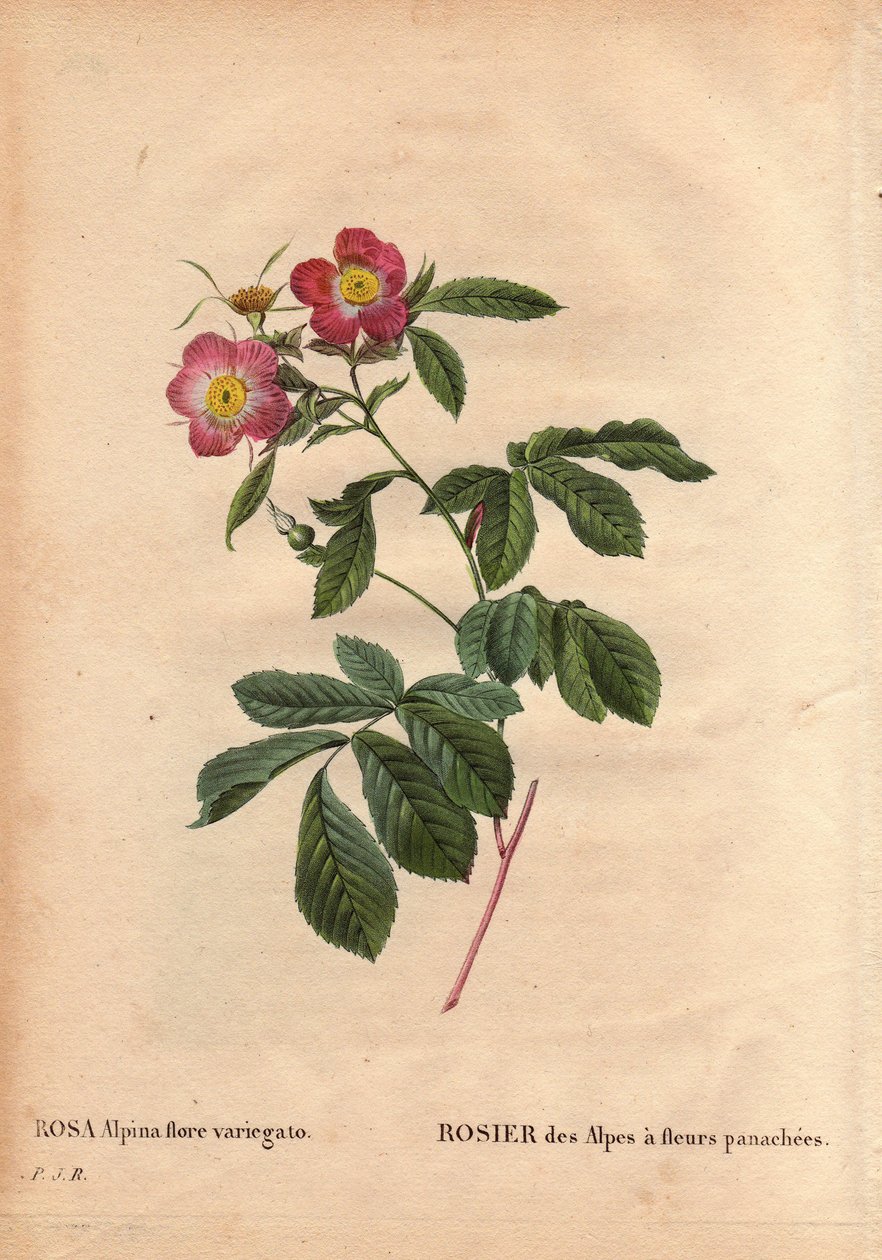 Botanik Tabak, Çiçek, Gül Çeşitleri: Alacalı çiçeklerle Alplerin Gülü (Rosa alpina flora variegato). 1813 de Poilpre civarında Fransa