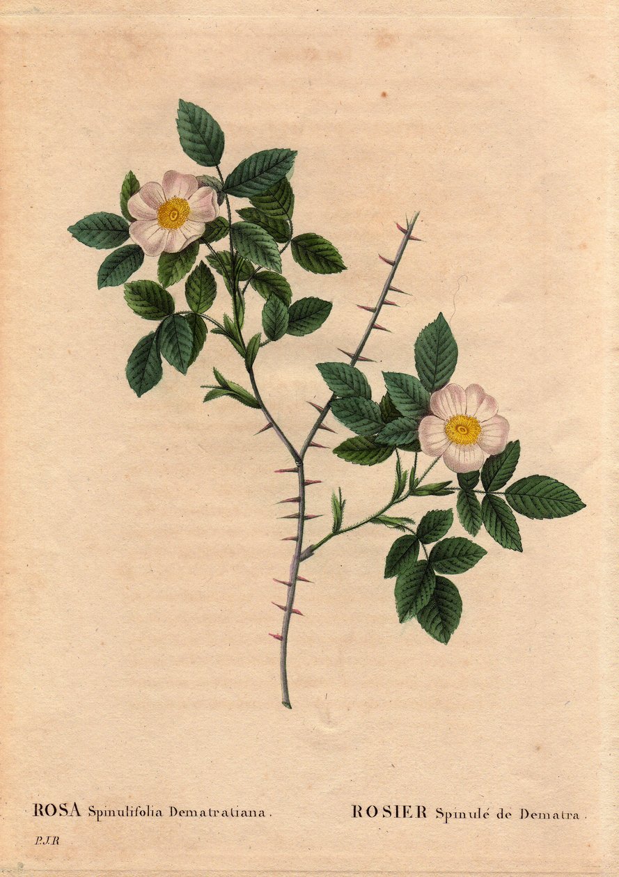 Botanik Tabak, Çiçek, Gül Çeşitleri: Rosier Spinule de Dematra (Rosa spinulifolia dematratiana), 1818
