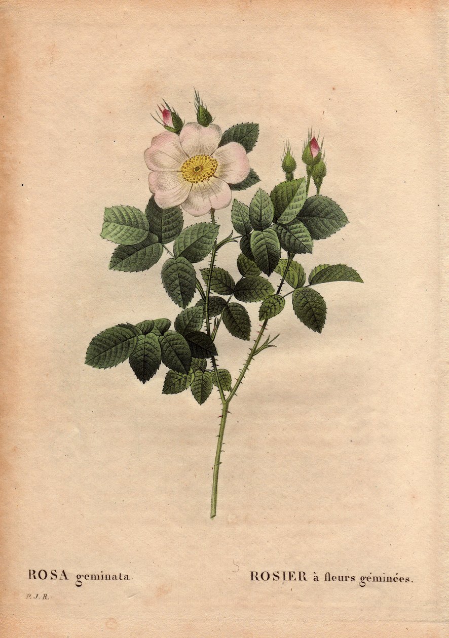 Botanik Tabak, Çiçek, Gül Çeşitleri: Değerli Taşlı Gül. (Rosa geminata). 1820