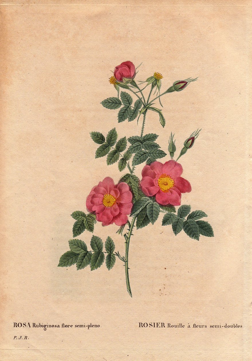 Botanik Tabak, Çiçek, Gül Çeşitleri: Rose Rust, tohumlardan elde edilen ve 1806 civarında PJ Redoute tarafından yetiştirilen yarı-çift çiçeklere (Rosa rubiginosa flora semi pleno) sahiptir. Pierre Joseph Redoute (1759- 1840) by Pierre Joseph Redouté