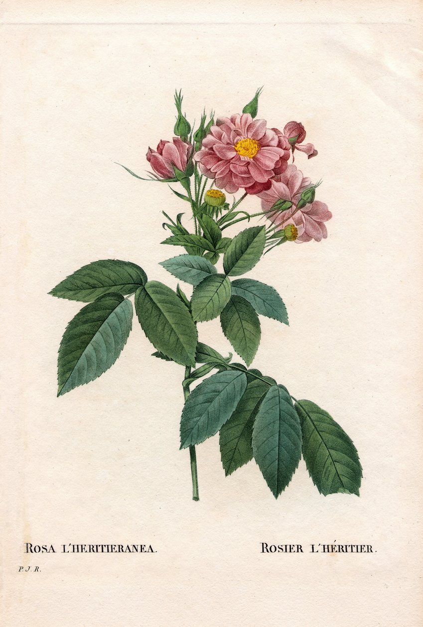 Boursault gülü, Rosa l'heritierana çeşidi, Rosier L'Heritier. Pierre Joseph Redoute'un "Les Roses", Paris'inden elle boyanmış noktalı bakır levha gravürü by Pierre Joseph Redouté