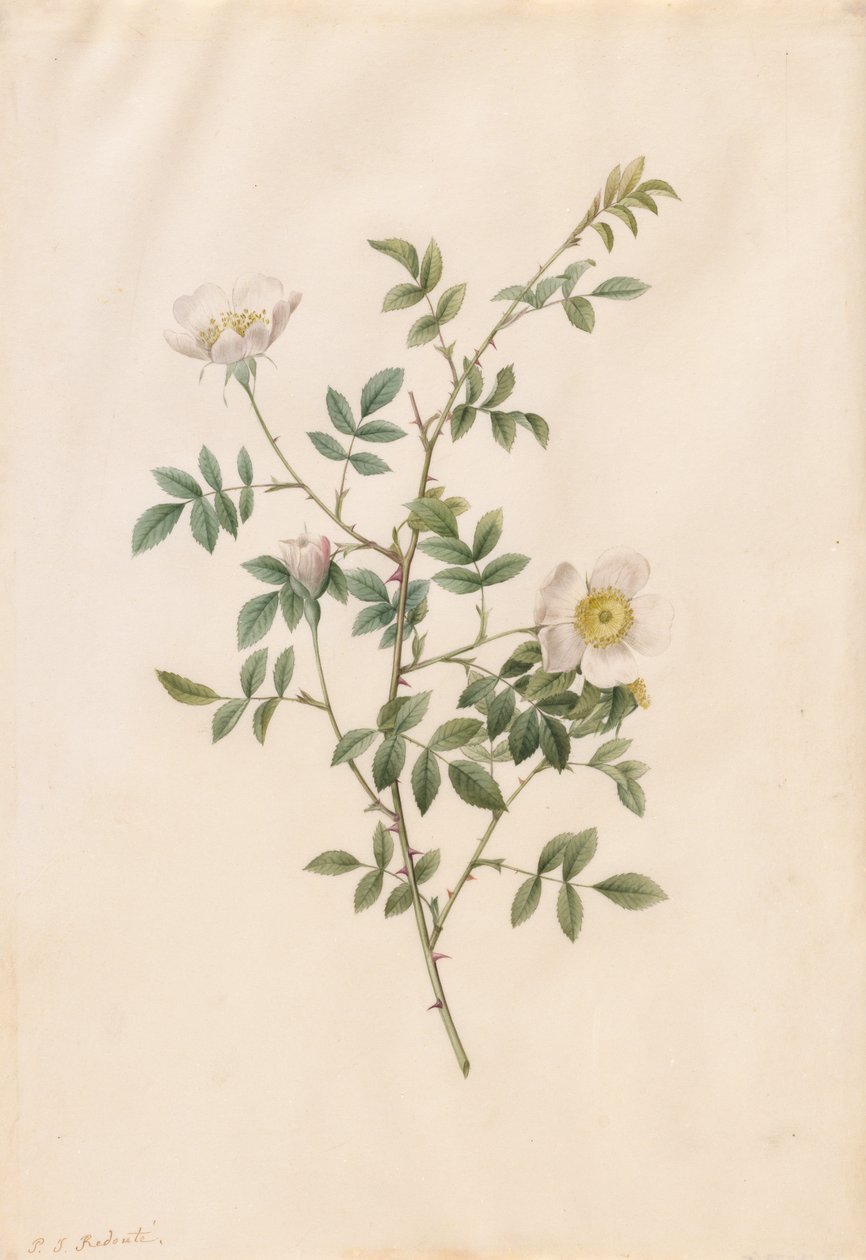 Brier Çalı Gülü veya Köpek Gülü (Rosa Sepium Rosea) by Pierre Joseph Redouté