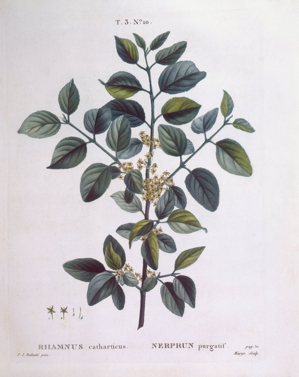 Cehri (Rhamnus catharticus), Henry Louis Duhamel du Monceau, Pierre Joseph Redouté tarafından botanik plaka by Pierre Joseph Redouté