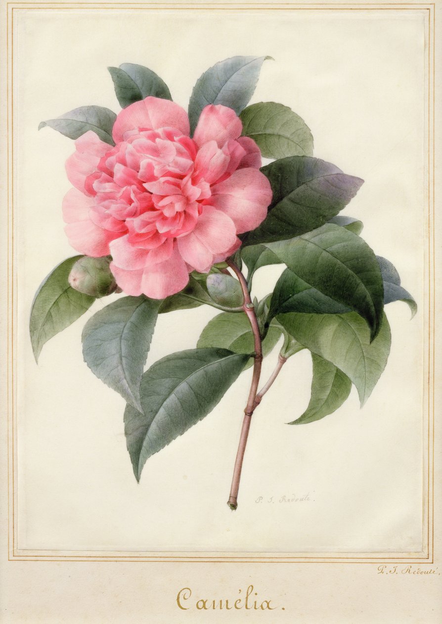 Camelia (parşömen üzerine altın ile suluboya) by Pierre Joseph Redouté