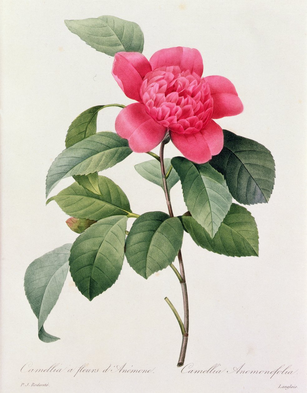Camellia Anemonefolia (renkli gravür) by Pierre Joseph Redouté