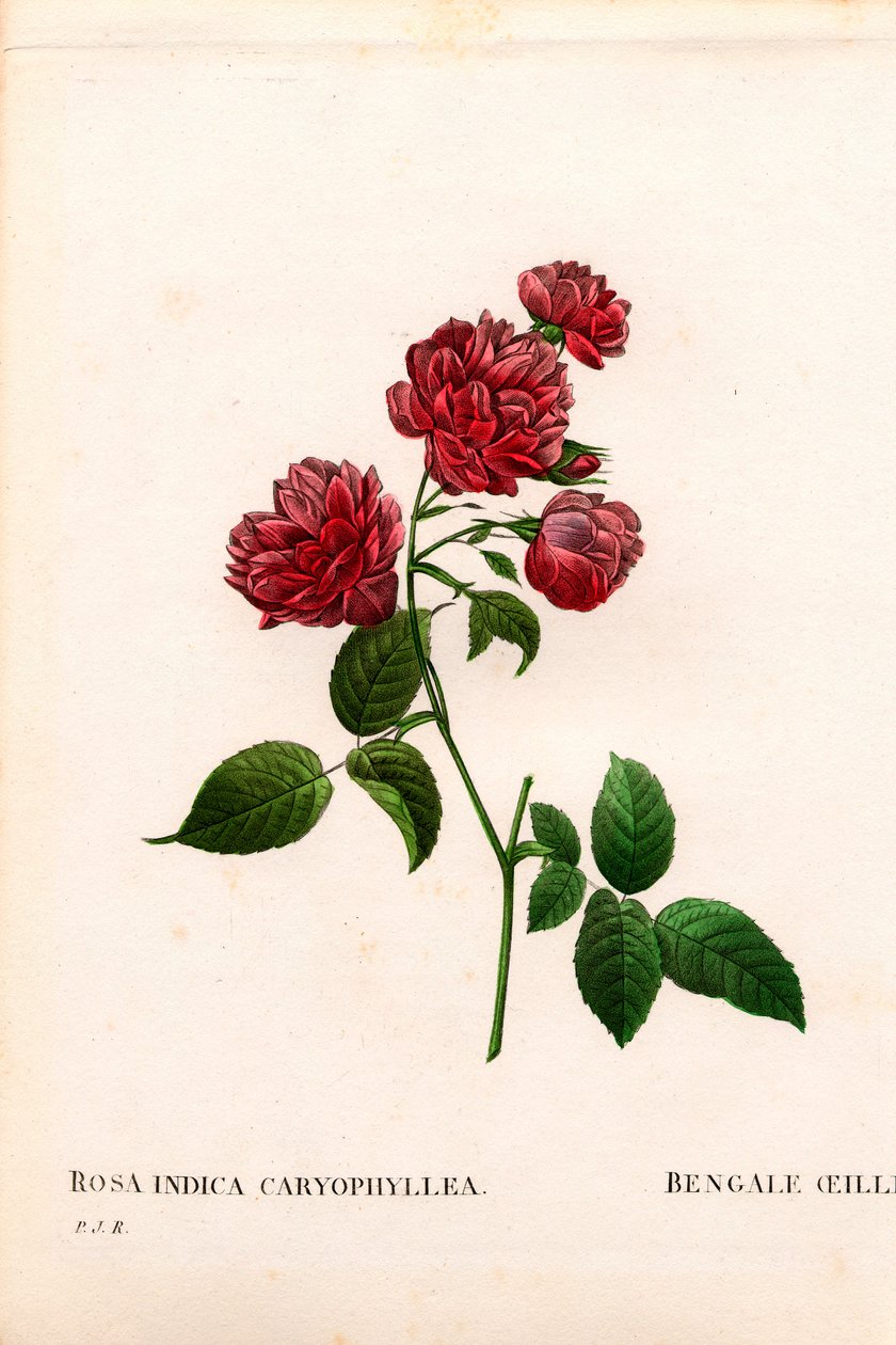Karanfil Çin gülü, Rosa chinensis çeşidi, Bengal Karanfil Karanfil. Pierre Joseph Redoute