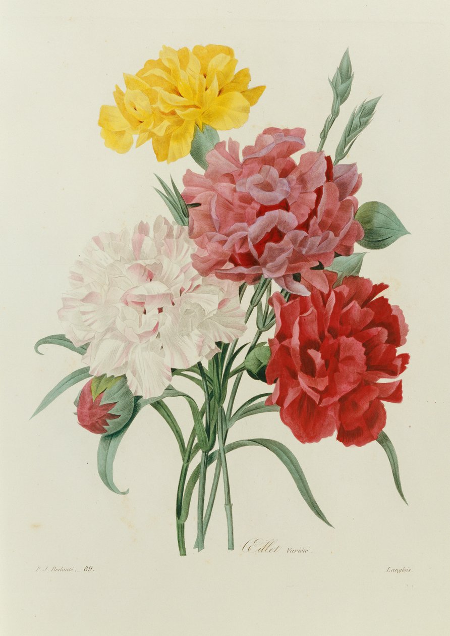 Karanfiller, "En Güzel Çiçeklerin Seçimi"nden, c.1833 by Pierre Joseph Redouté