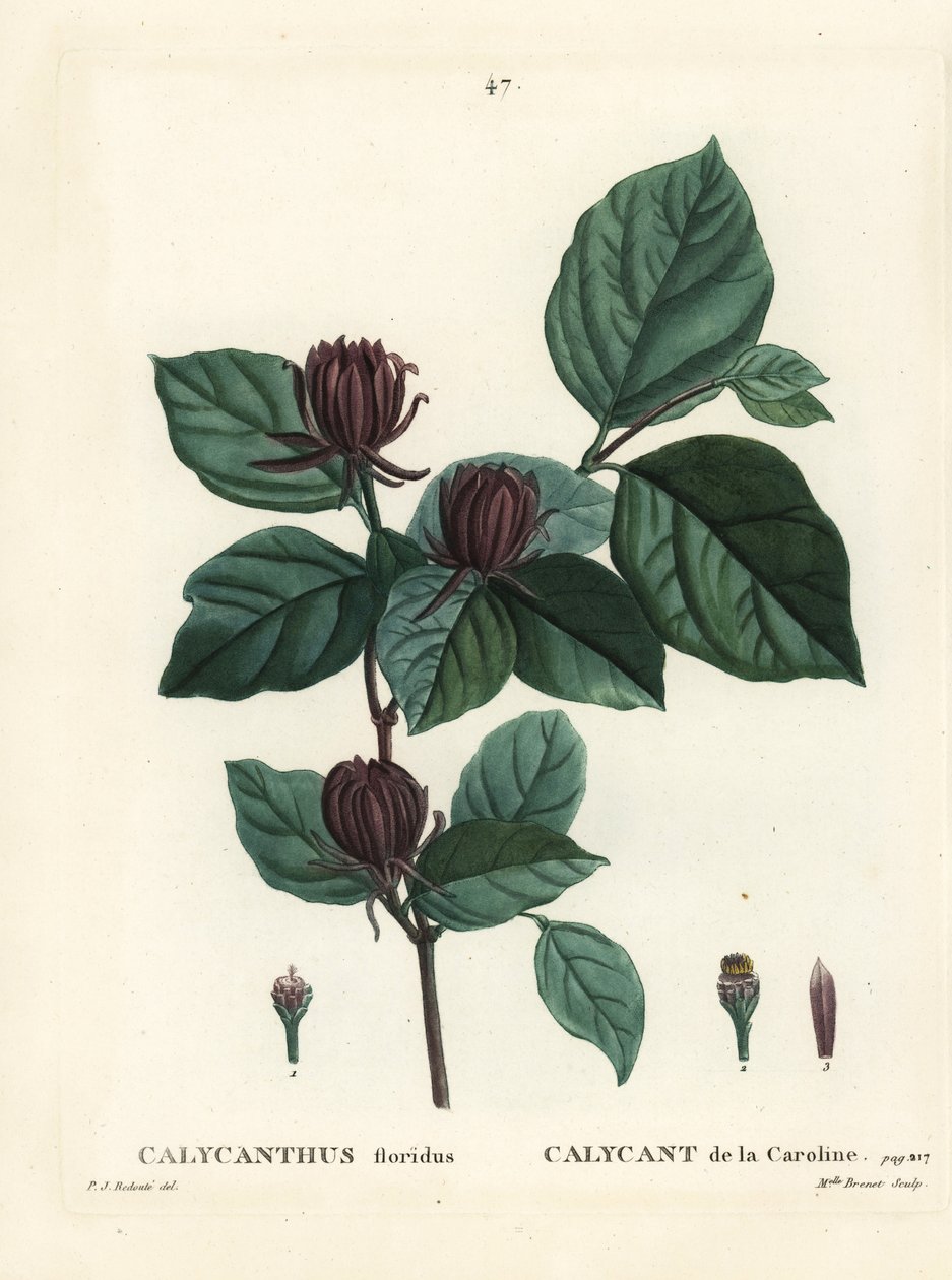 Carolina baharat çalısı veya doğu tatlı çalısı, Calycanthus floridus. Henri Louis Duhamel du Moncel
