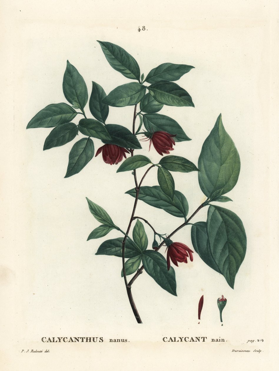 Carolina baharat çalısı veya doğu tatlı çalısı, Calycanthus floridus var. glaucus (Calycanthus nanus). Henri Louis Duhamel du Moncel