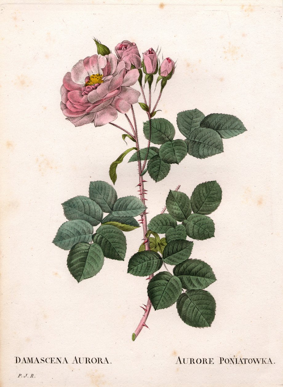 Celeste gülü, Rosa alba çeşidi, Rose Aurore Poniatowska. Pierre Joseph Redoute