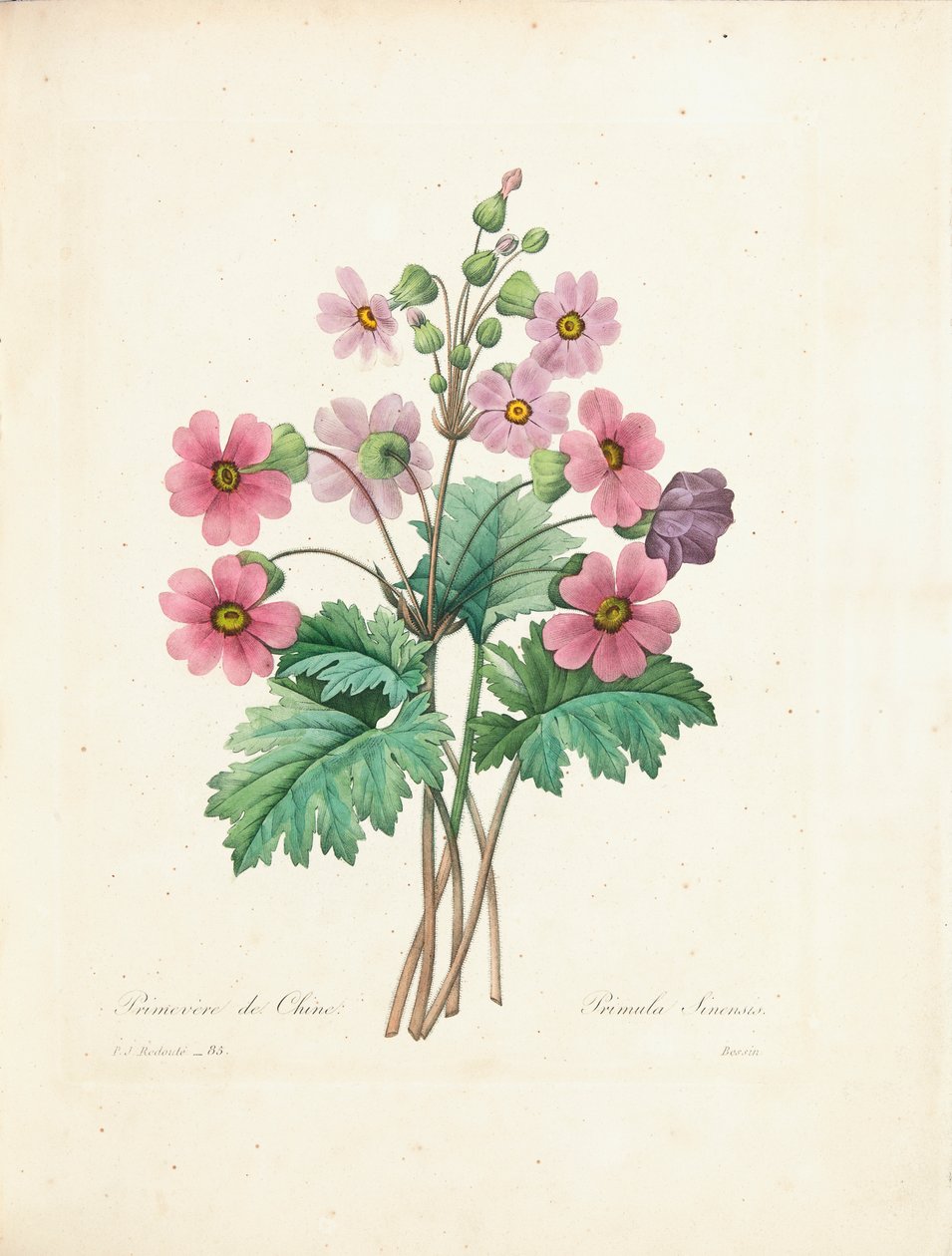 Çin Primrose, Bessin tarafından 