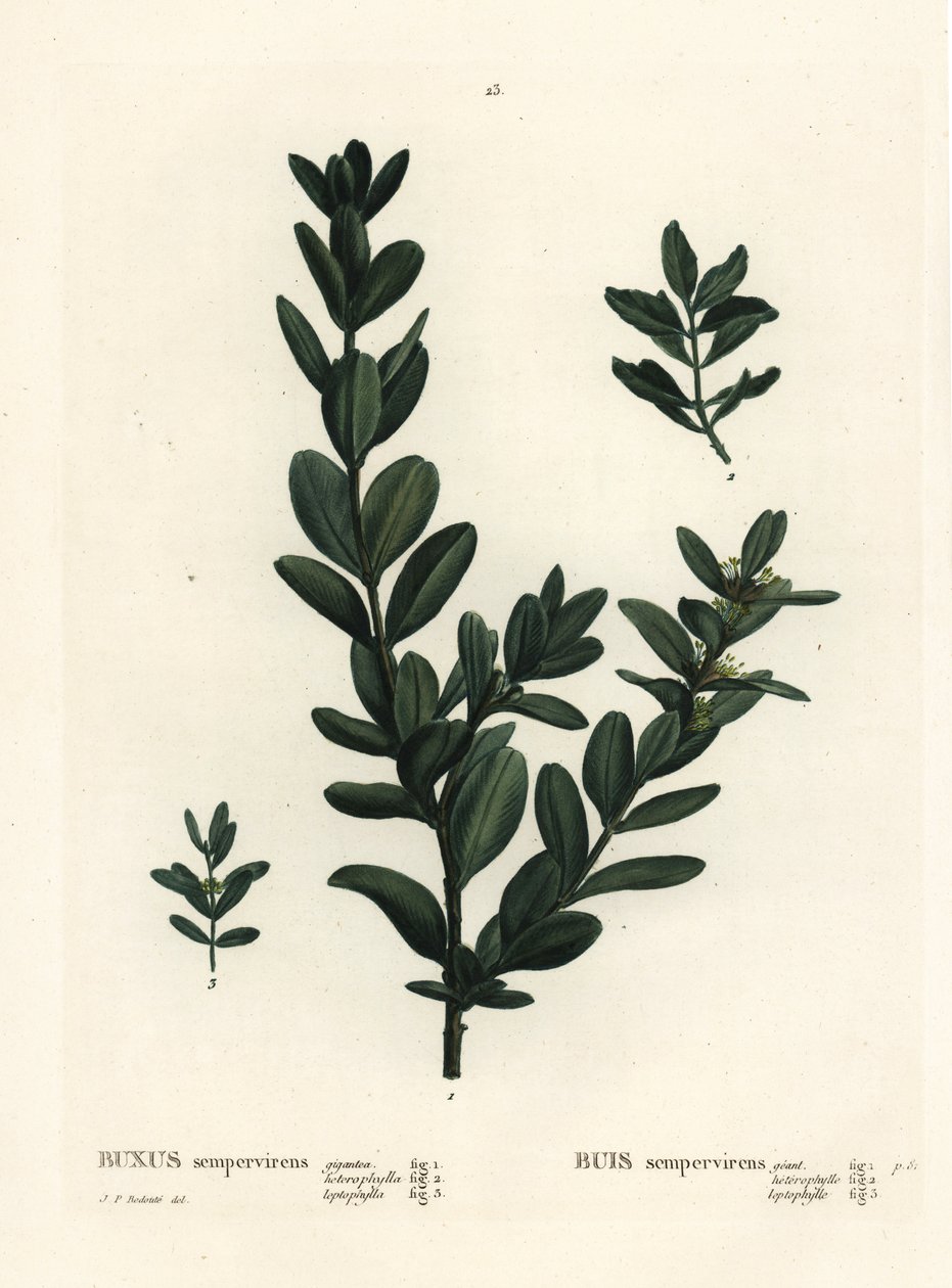 Ortak kutu, Avrupa kutusu veya şimşir, Buxus sempervirens (gigantea, heterophylla ve leptophylla). Henri Louis Duhamel du Monceau