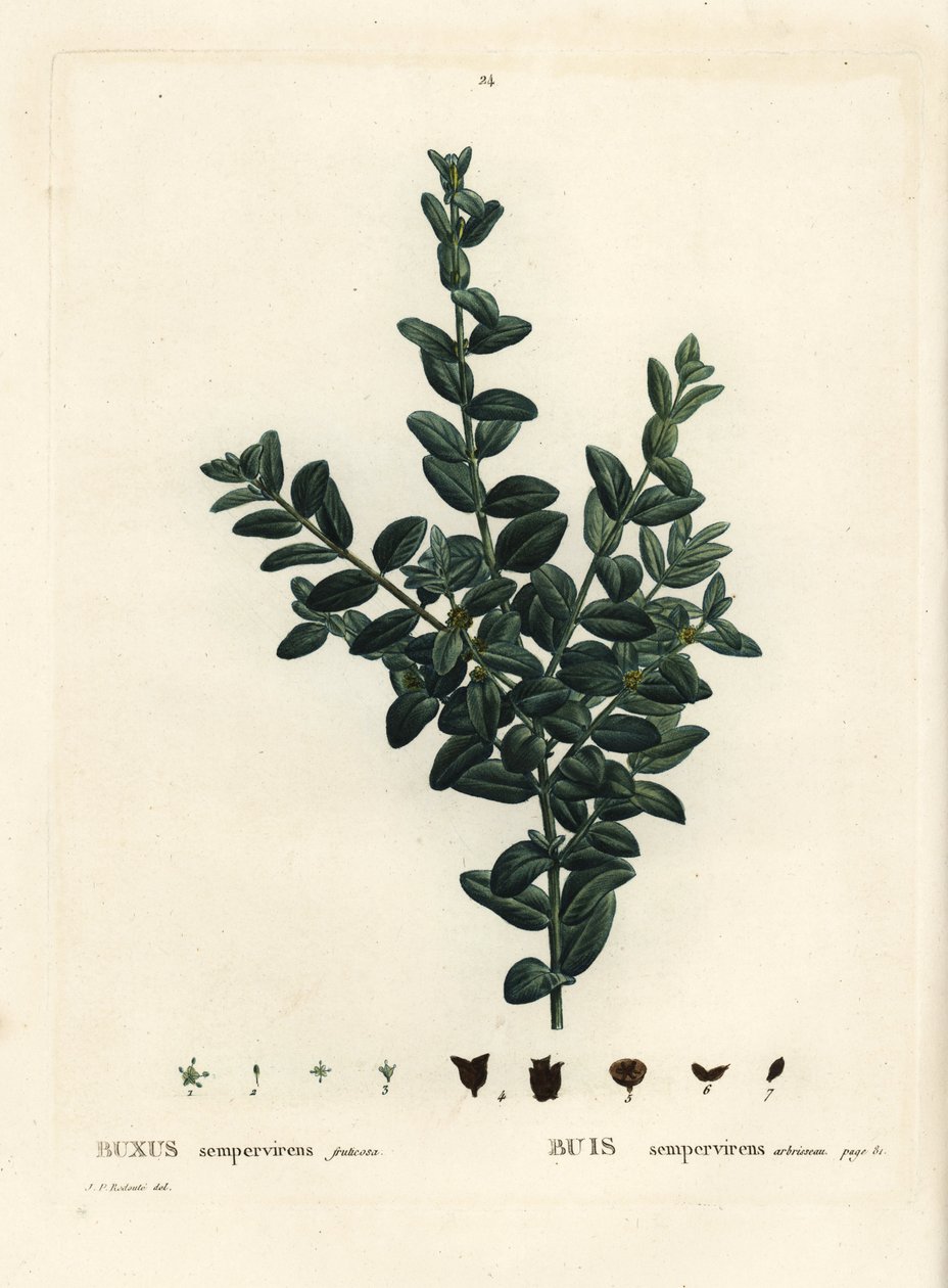 Ortak kutu, Avrupa kutusu veya şimşir, Buxus sempervirens fruticosa. Henri Louis Duhamel du Monceau