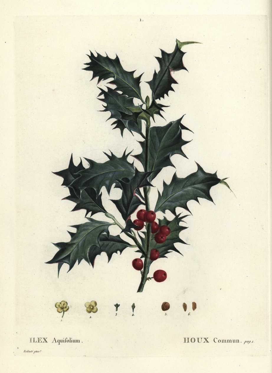 Ortak kutsal, Ilex aquifolium. Henri Louis Duhamel du Monceau
