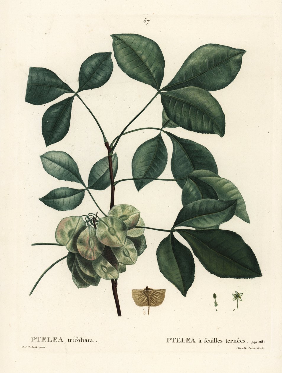 Ortak hoptree, kokuşmuş kül veya gofret külü, Ptelea trifoliata. Henri Louis Duhamel du Moncel