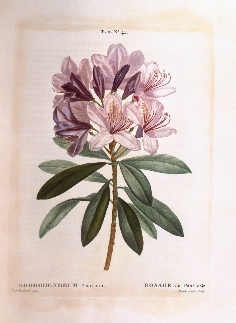 Ortak ormangülü (Rhododendron ponticum), Henry Louis Duhamel du Monceau, Pierre Joseph Redouté tarafından botanik plaka by Pierre Joseph Redouté