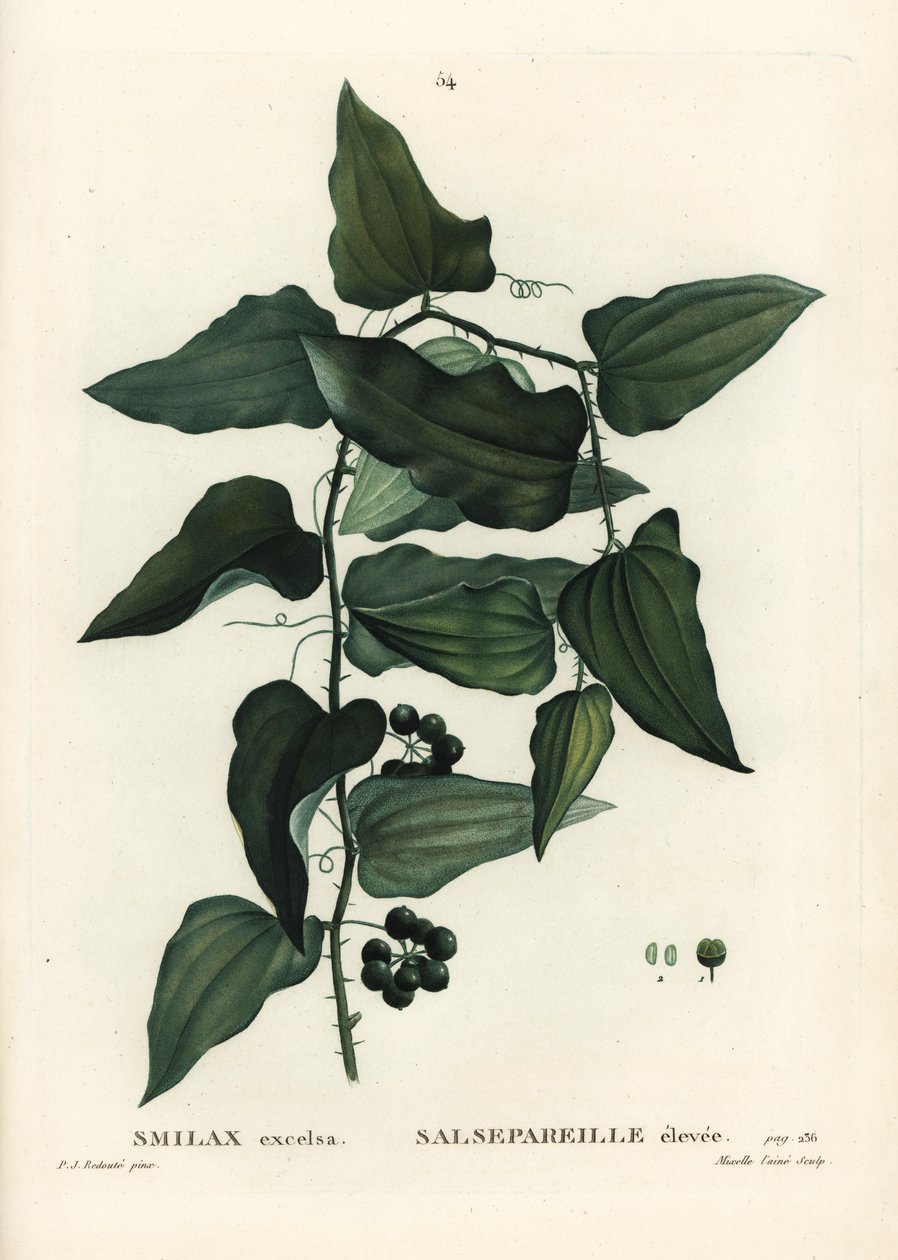 Yaygın smilax, kaba gündüzsefası, sarsaparilla veya Akdeniz smilax, Smilax aspera (Smilax excelsa). Henri Louis Duhamel du Moncel