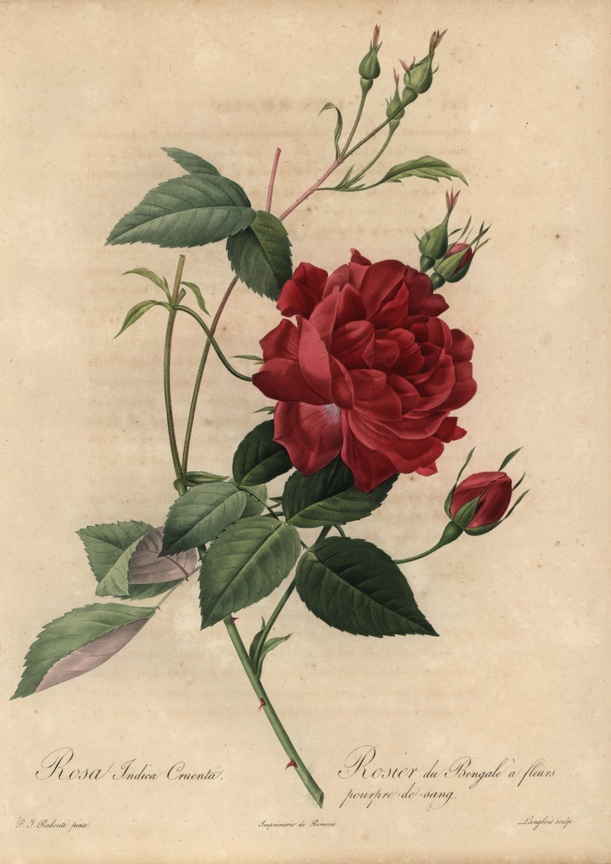 Kızıl Çin gülü, Rosa chinensis by Pierre Joseph Redouté