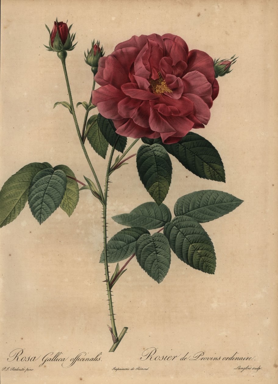 Kızıl Fransız gülü veya Provins gülü, Rosa gallica officinalis by Pierre Joseph Redouté
