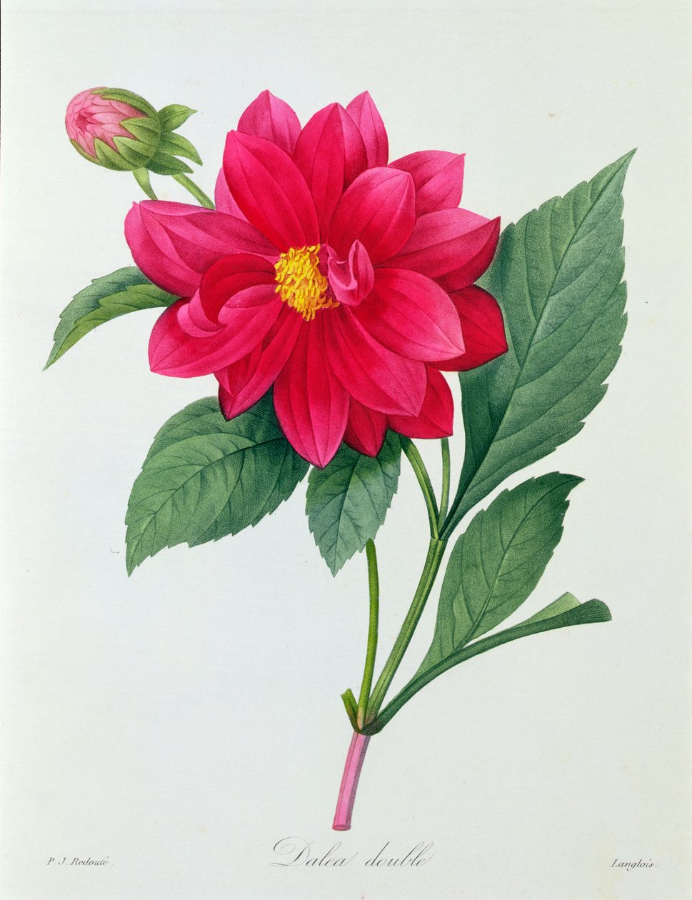 Dahlia Double (renkli gravür) by Pierre Joseph Redouté