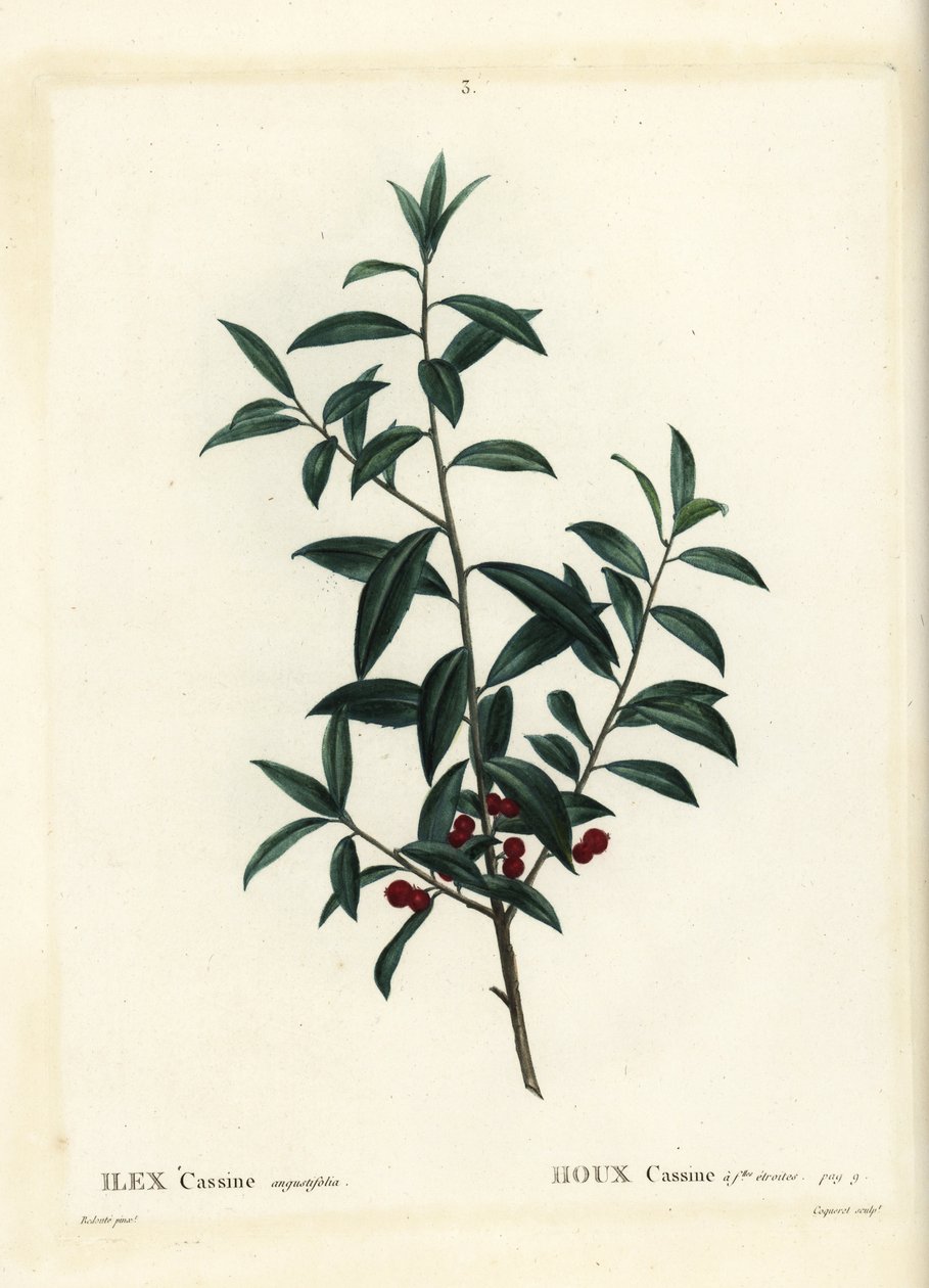 Dahoon kutsal veya cassina, Ilex cassine. Henri Louis Duhamel du Moncel