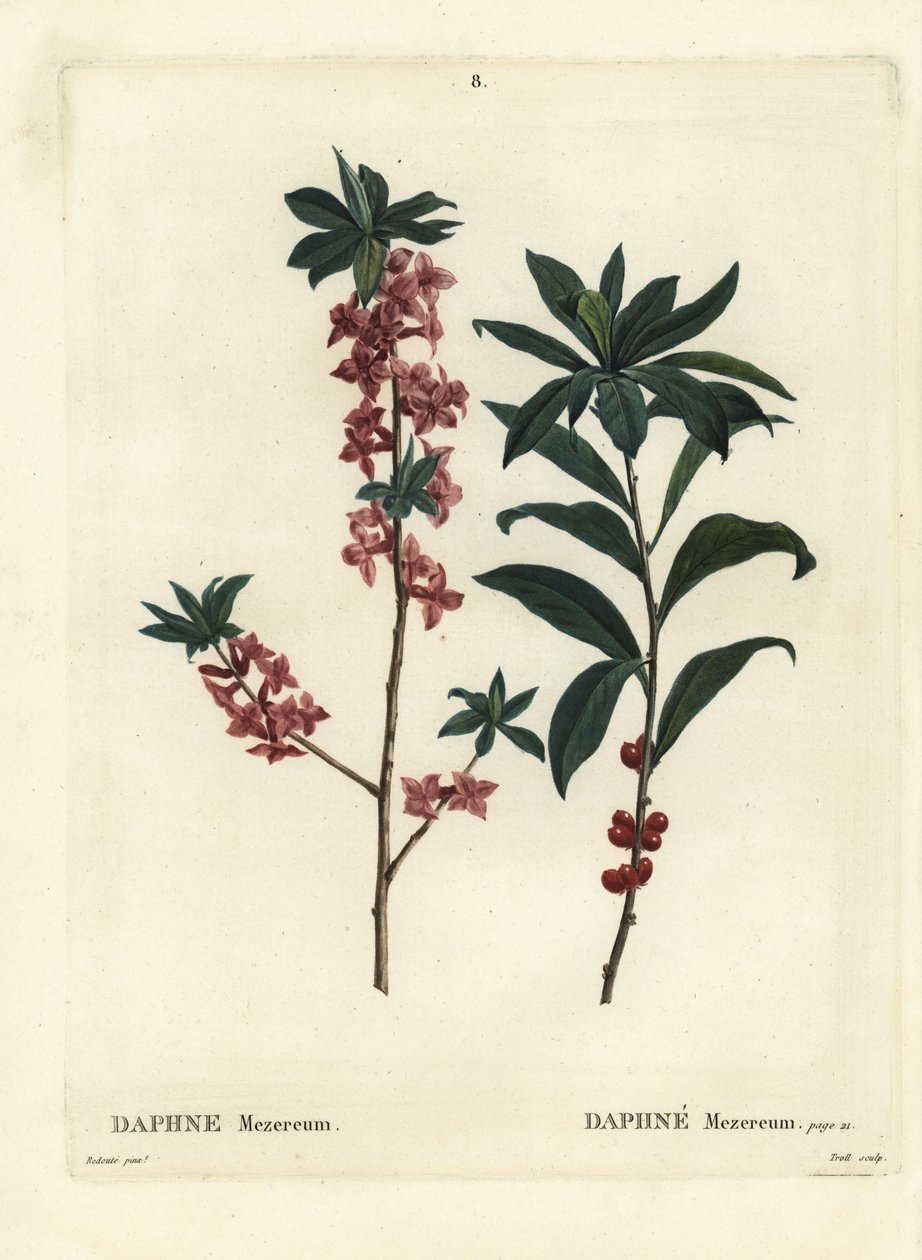 Daphne veya mezereon, Daphne mezereum. Henri Louis Duhamel du Moncel