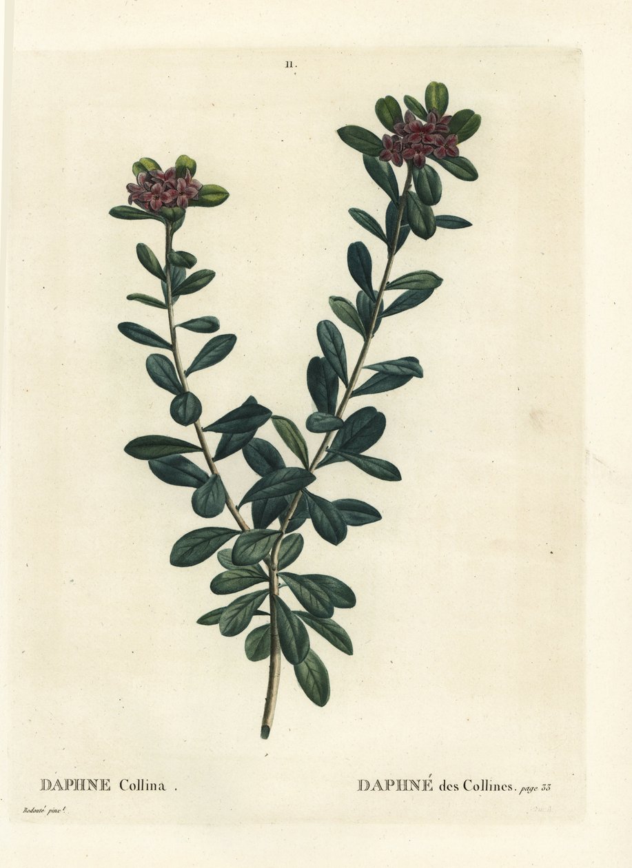 Defne sericea (Daphne collina). Henri Louis Duhamel du Monceau