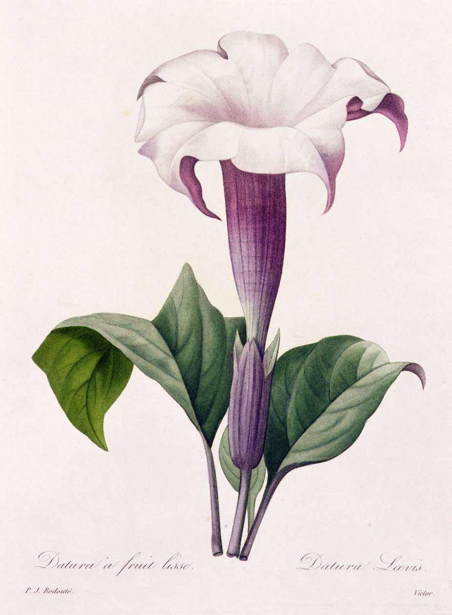 Dature Laevis (renkli gravür) by Pierre Joseph Redouté