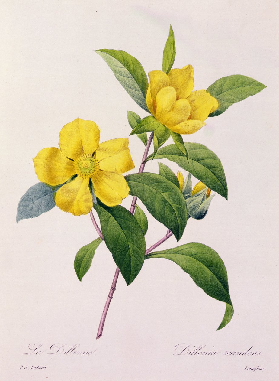 Dillenia Scandens (renkli gravür) by Pierre Joseph Redouté