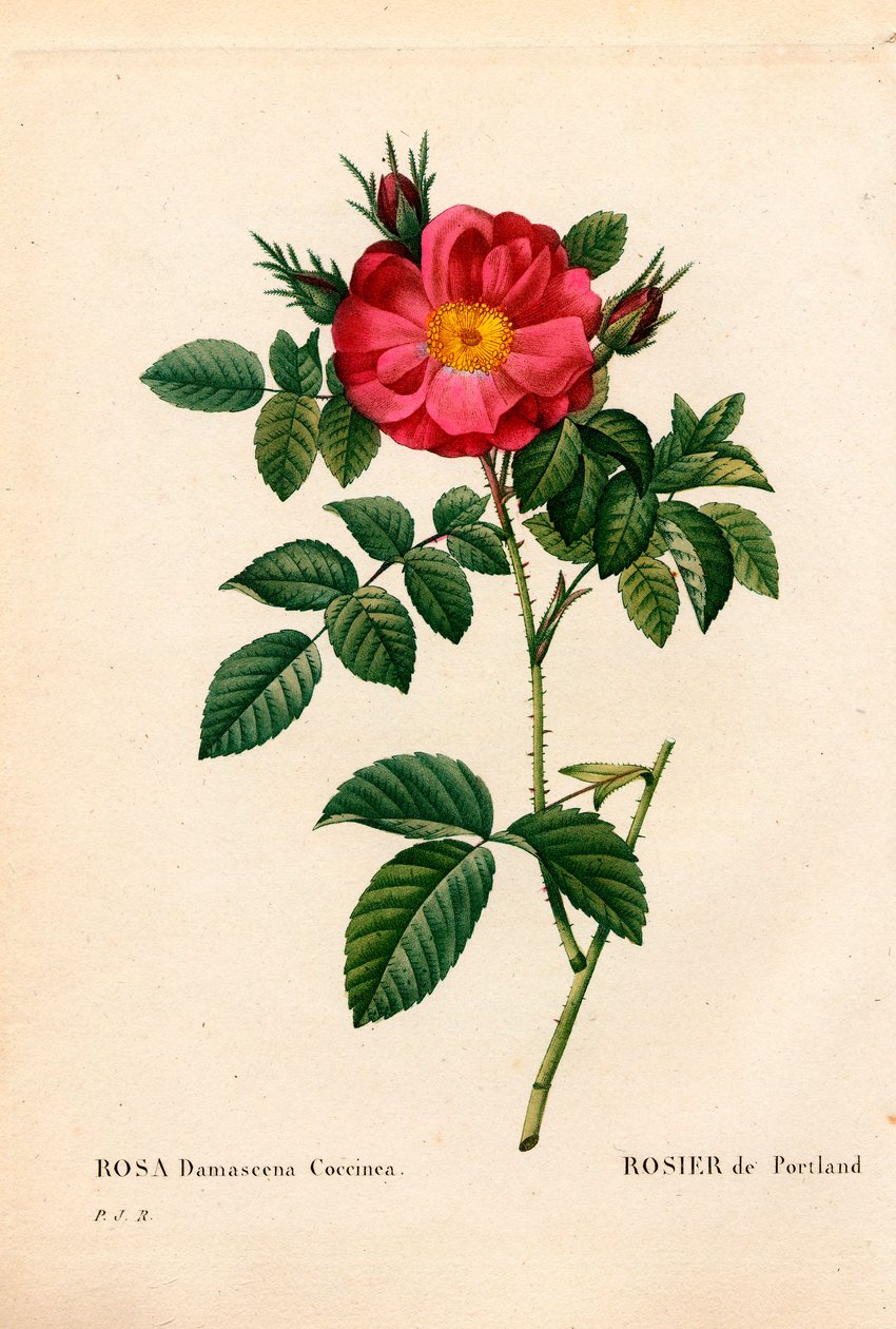 Portland Düşesi yükseldi, Rosa portlandica, Portland yükseldi. Pierre Joseph Redoute