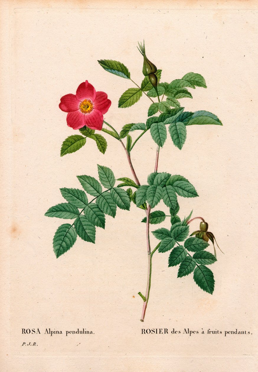 Meyveli pembe alp sırasında, Rosa pendulina. Pierre Joseph Redoute'un "Les Roses", Paris'inden elle boyanmış noktalı bakır levha gravürü by Pierre Joseph Redouté