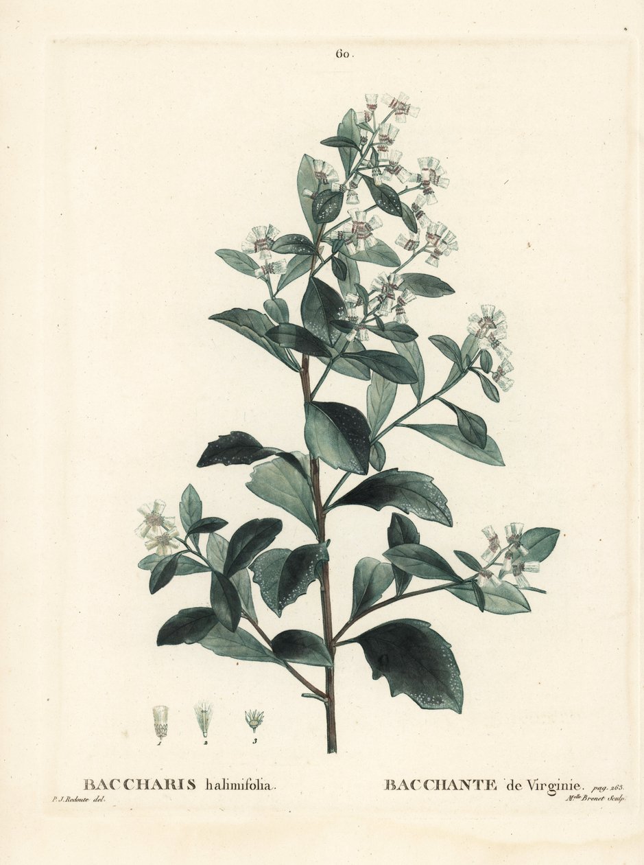 Doğu baccharis, yerfıstığı çalısı, deniz mersini veya tuzlu çalı, Baccharis halimifolia. Henri Louis Duhamel du Moncel