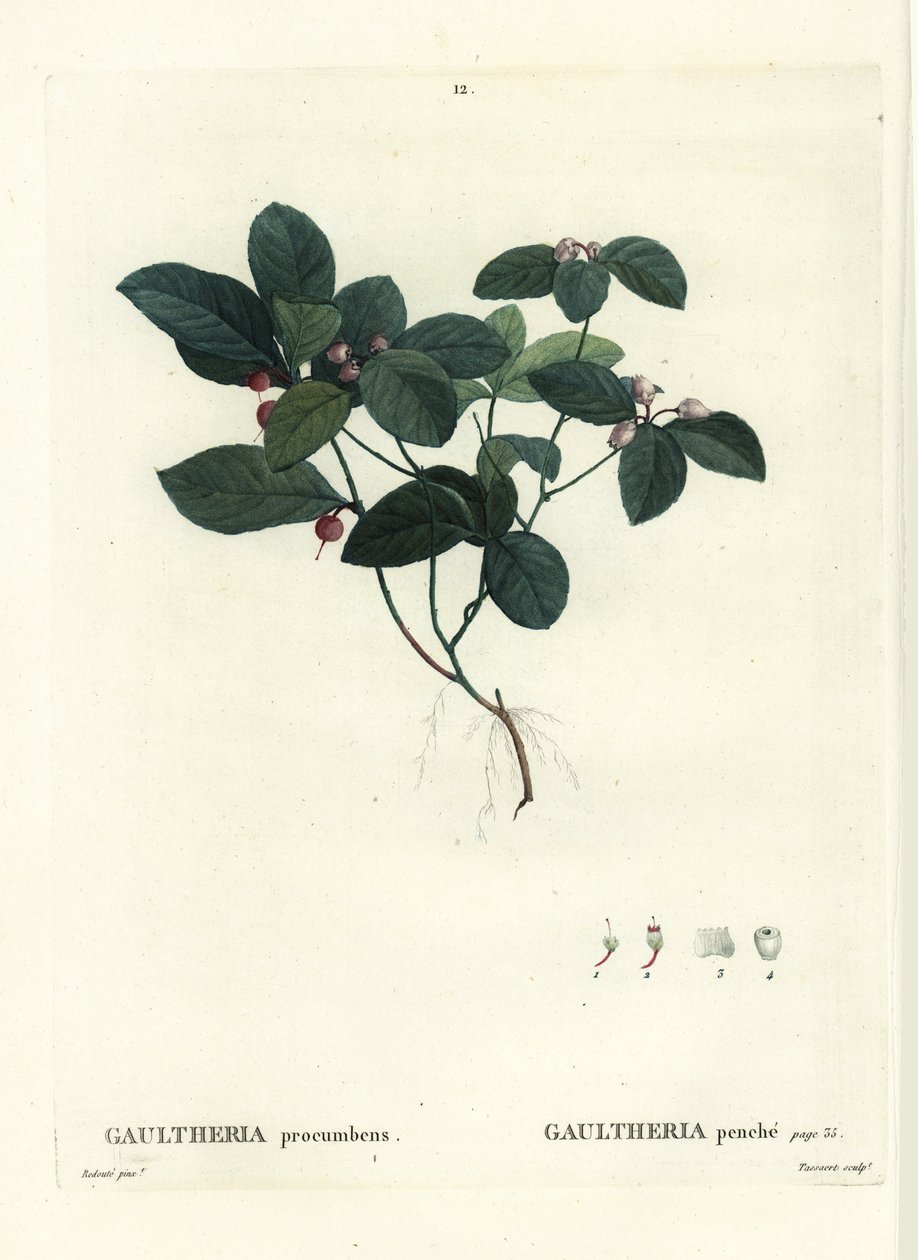Doğu teaberry, dama veya boxberry, Gultheria procumbens. Henri Louis Duhamel du Moncel