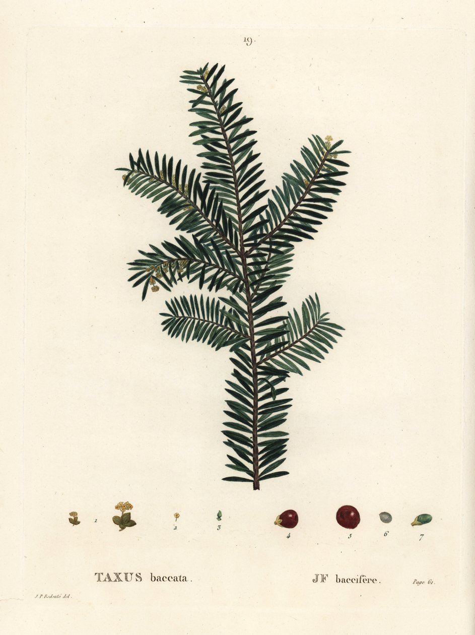İngiliz porsuk ağacı veya Avrupa porsuğu, Taxus baccata. Henri Louis Duhamel du Monceau