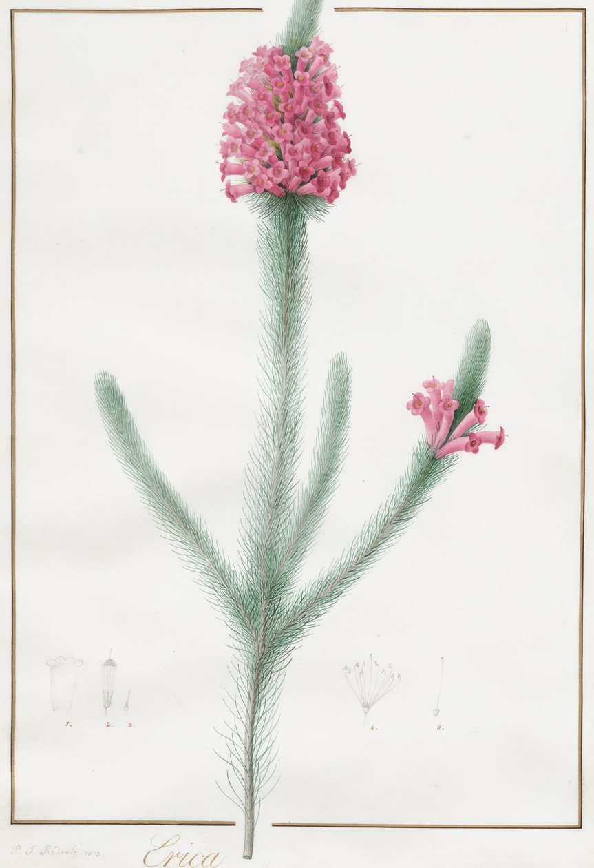 Erica Fulgida, 1813. by Pierre Joseph Redouté