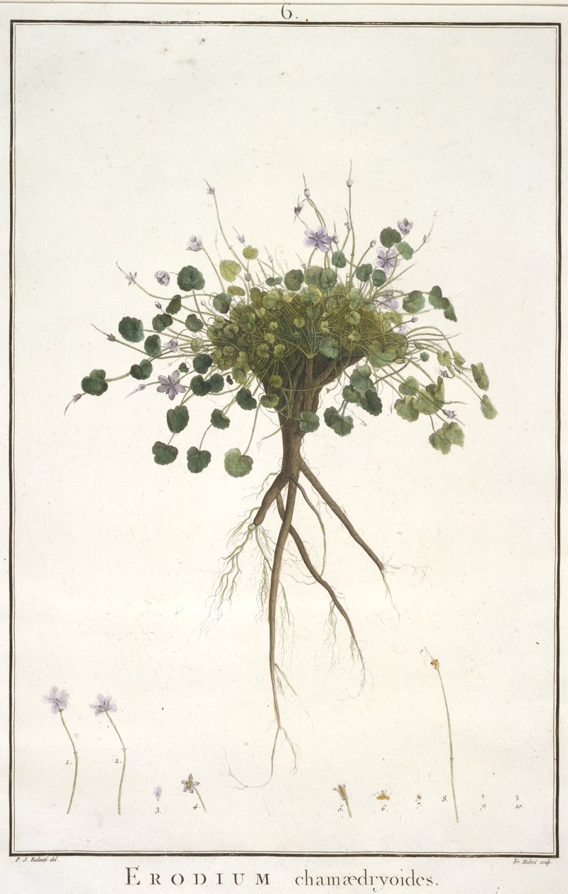 Erodium chamaedryoides, Geraniology