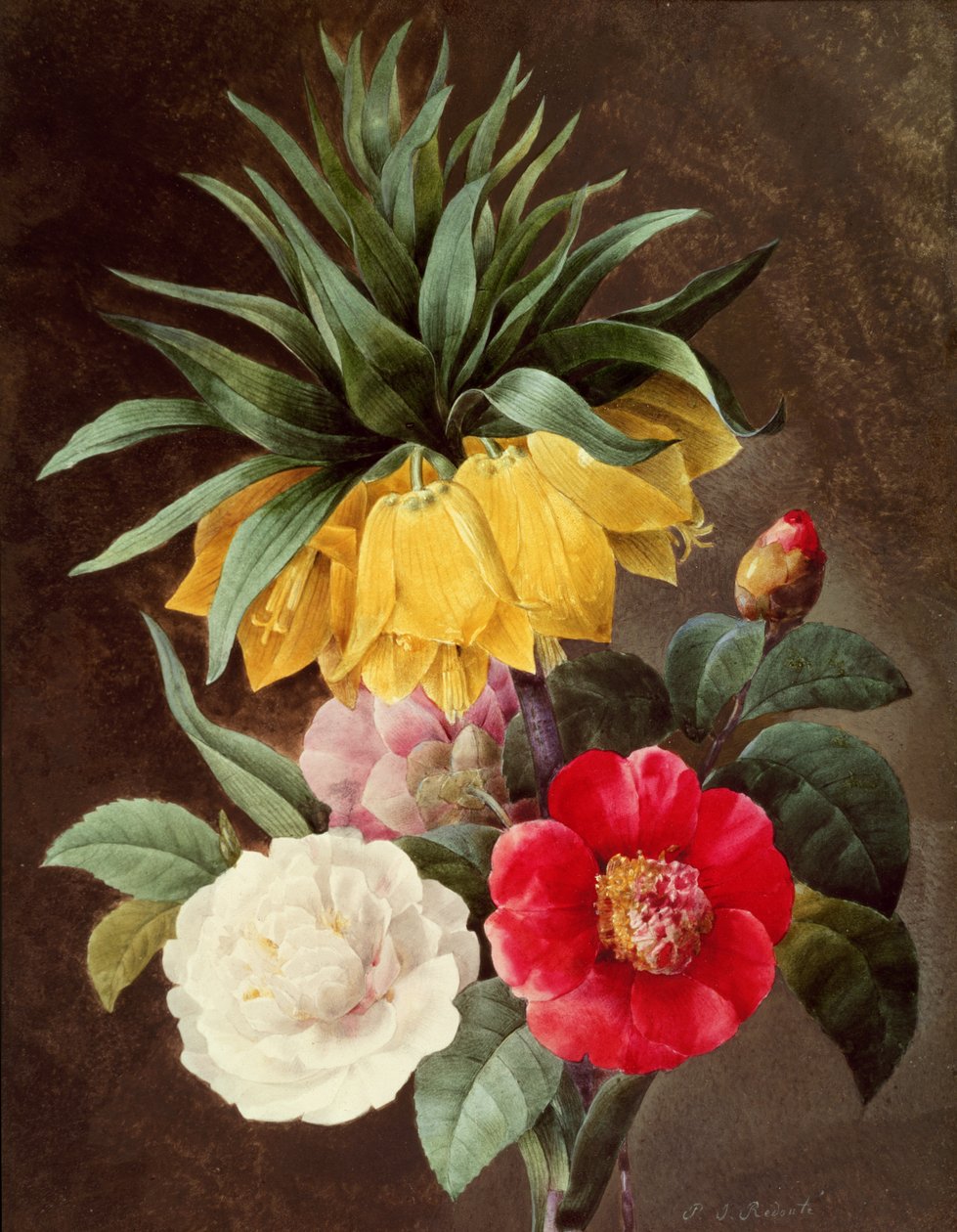 egzotik çiçekler by Pierre Joseph Redouté