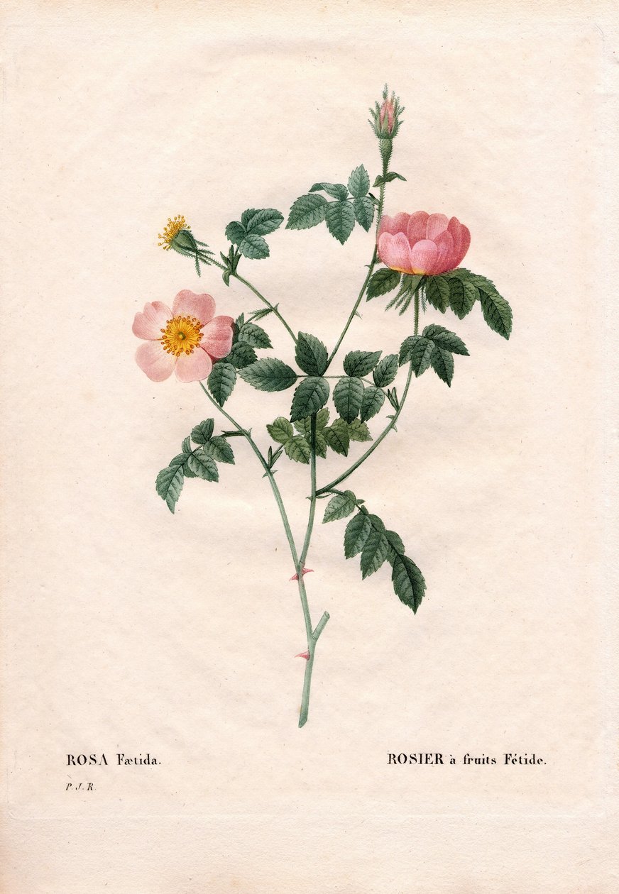 Fetide meyve gülü. Pierre Joseph Redoute'un "Les Roses", Paris'inden elle boyanmış noktalı bakır levha gravürü by Pierre Joseph Redouté